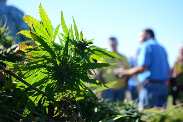 CBD Oil Kids Walker Estates High Springs 
      FL